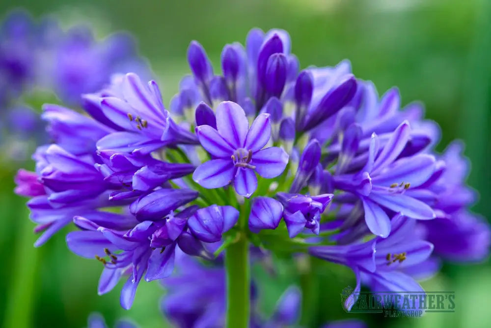Agapanthus Brilliant Blue - Agapanthus