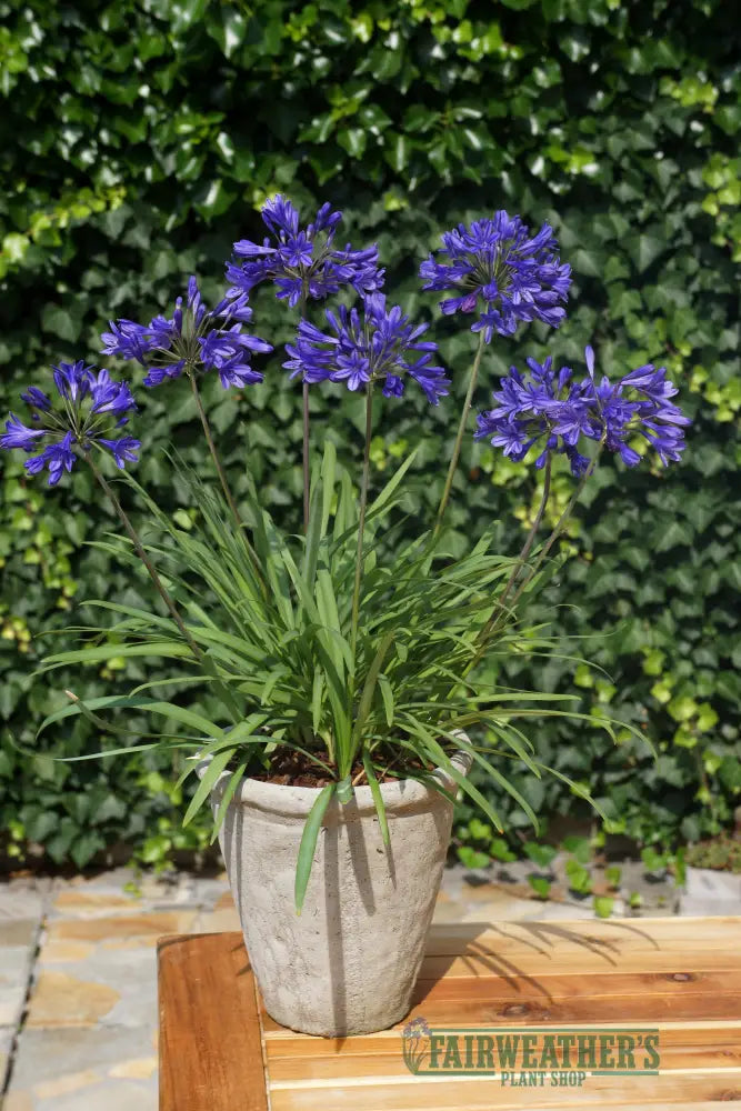 Agapanthus Brilliant Blue - Agapanthus
