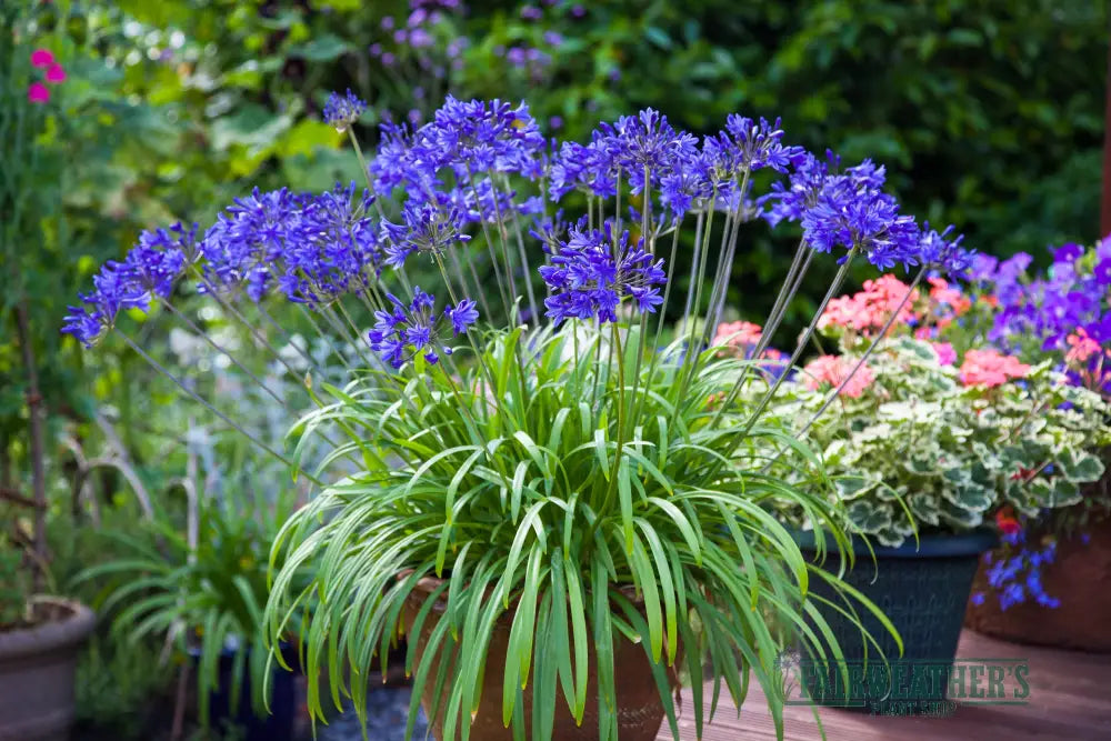 Agapanthus Brilliant Blue - Agapanthus