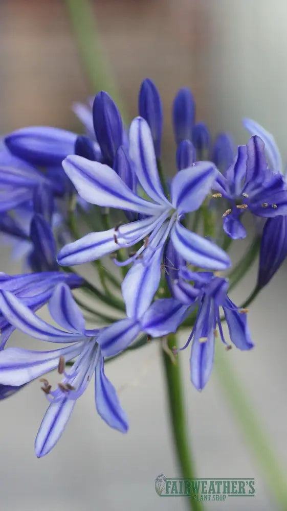 Agapanthus Charlotte - Agapanthus