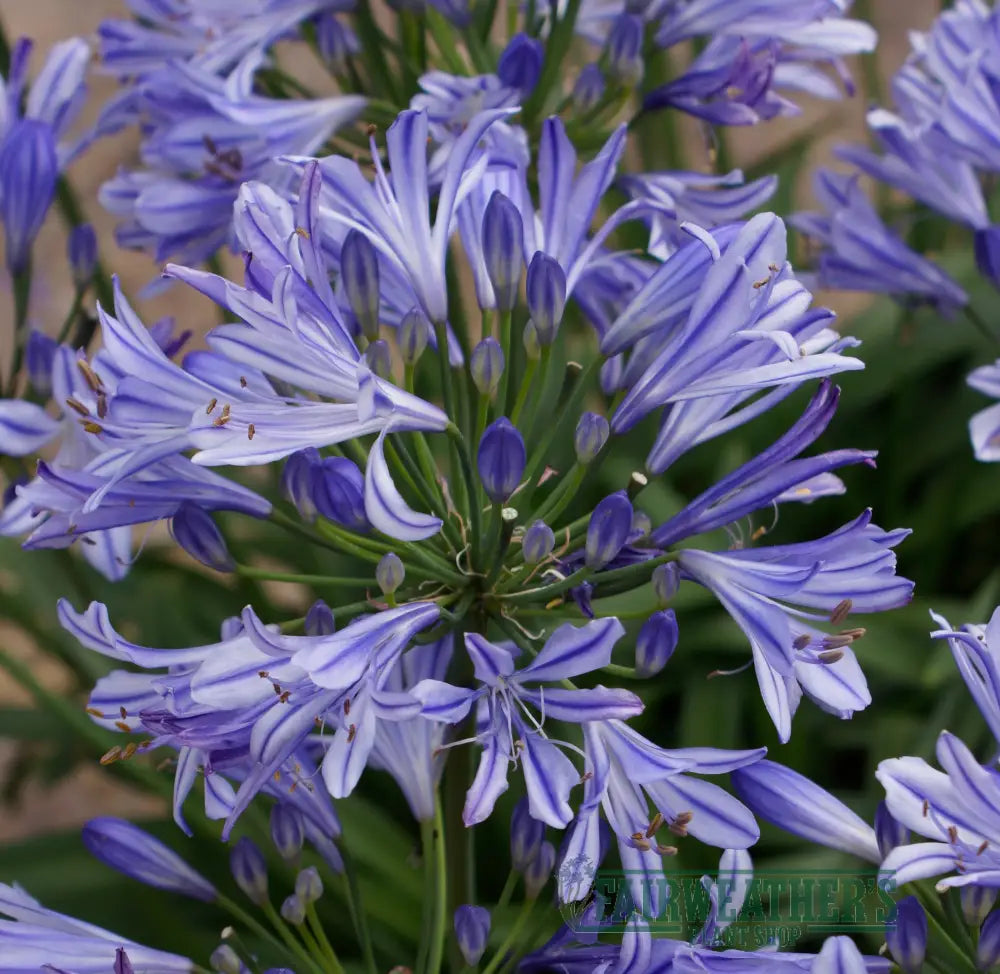 Agapanthus Charlotte - Agapanthus