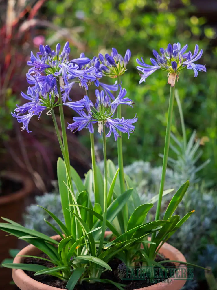 Agapanthus Charlotte - Agapanthus