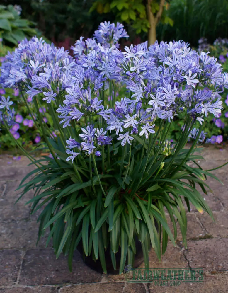 Agapanthus Charlotte - Agapanthus