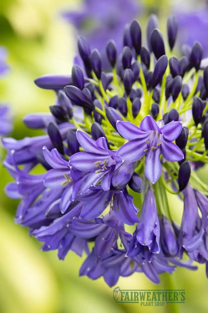 Agapanthus Dark Silk - Agapanthus