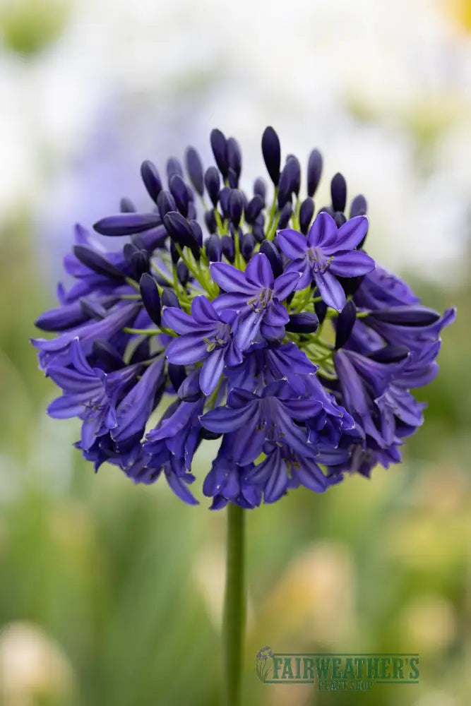 Agapanthus Dark Silk - Agapanthus