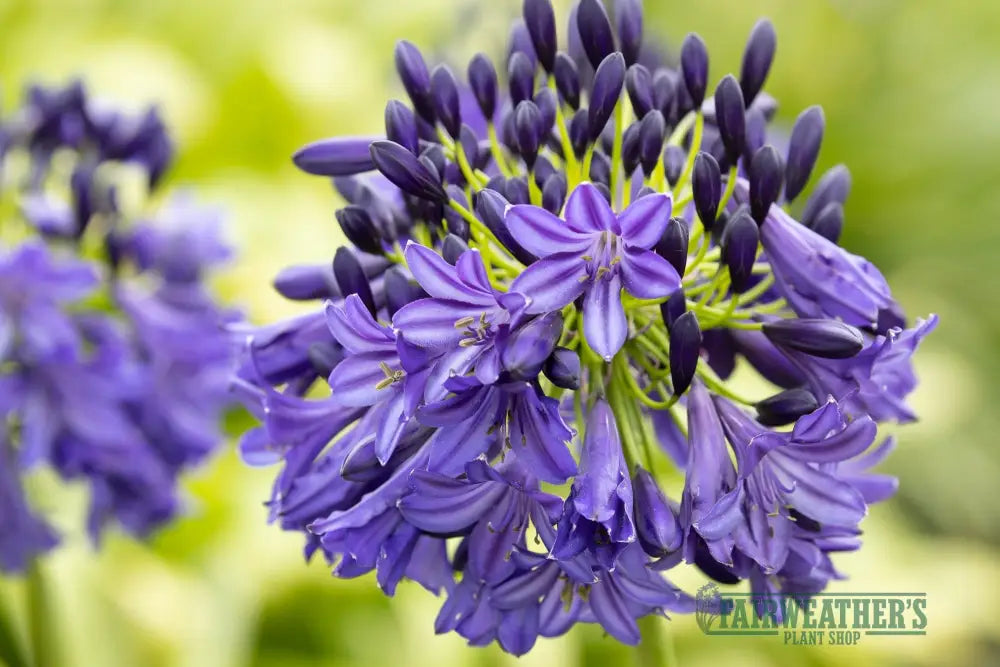Agapanthus Dark Silk - Agapanthus