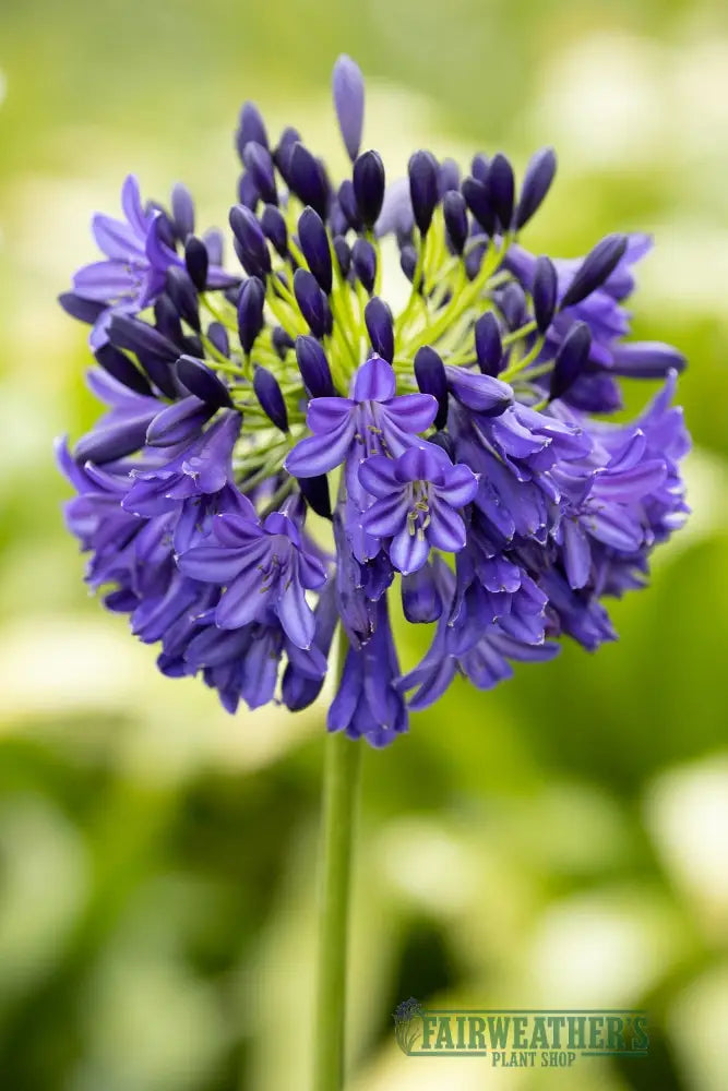 Agapanthus Dark Silk - Agapanthus