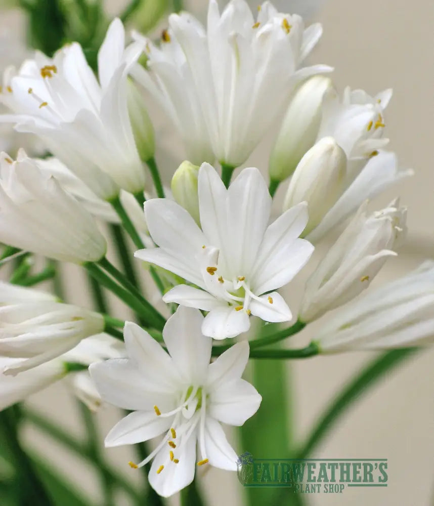 Agapanthus Double Diamond - Agapanthus