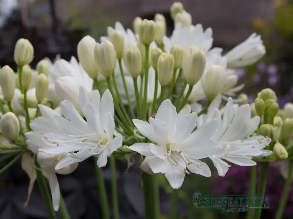 Agapanthus Double Diamond - Agapanthus