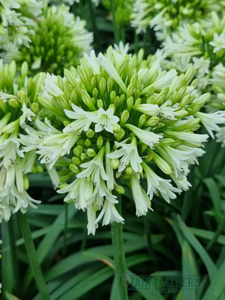 Agapanthus Emerald Ice - Agapanthus
