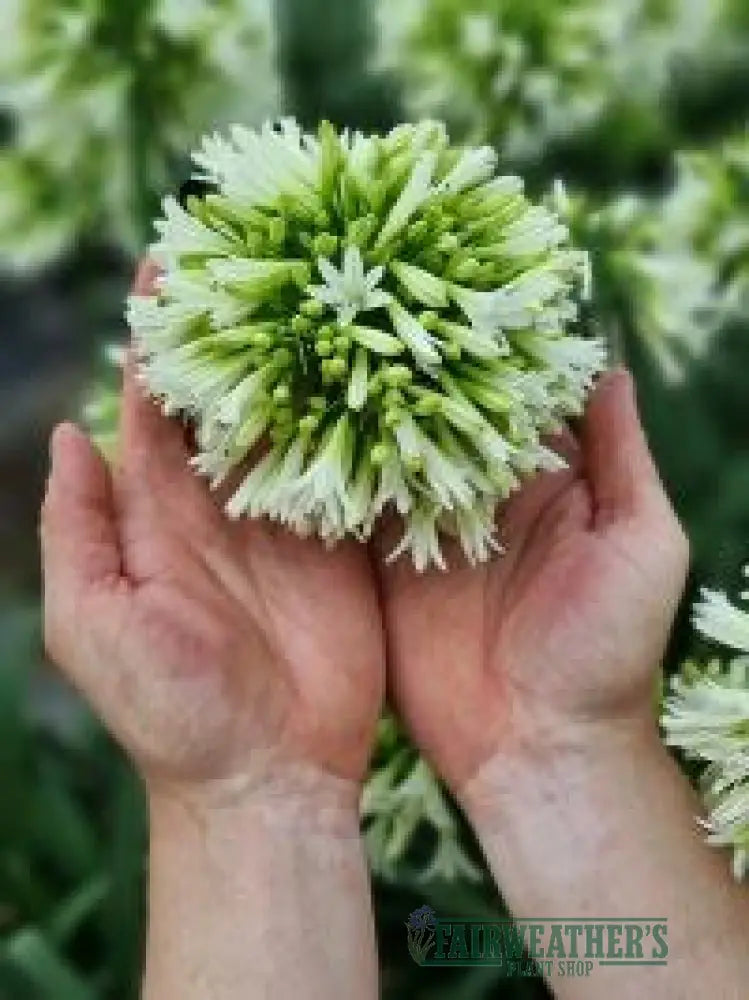 Agapanthus Emerald Ice - Agapanthus