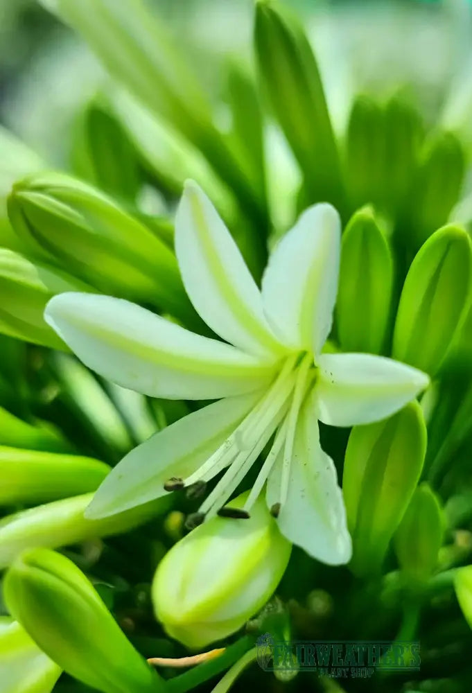 Agapanthus Emerald Ice - Agapanthus