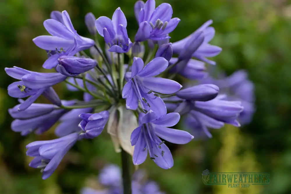 Agapanthus Ever Sapphire - Agapanthus