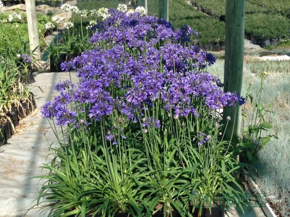 Agapanthus Ever Sapphire - Agapanthus