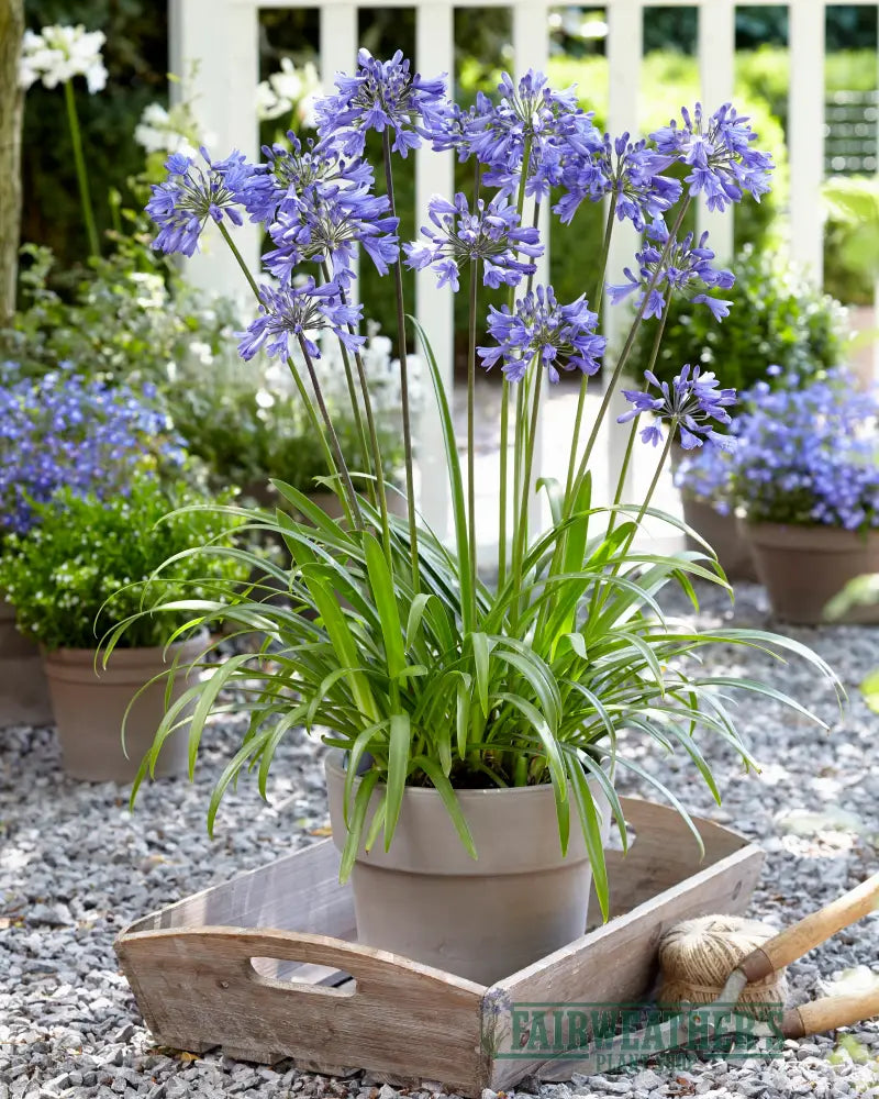 Agapanthus Ever Sapphire - Agapanthus