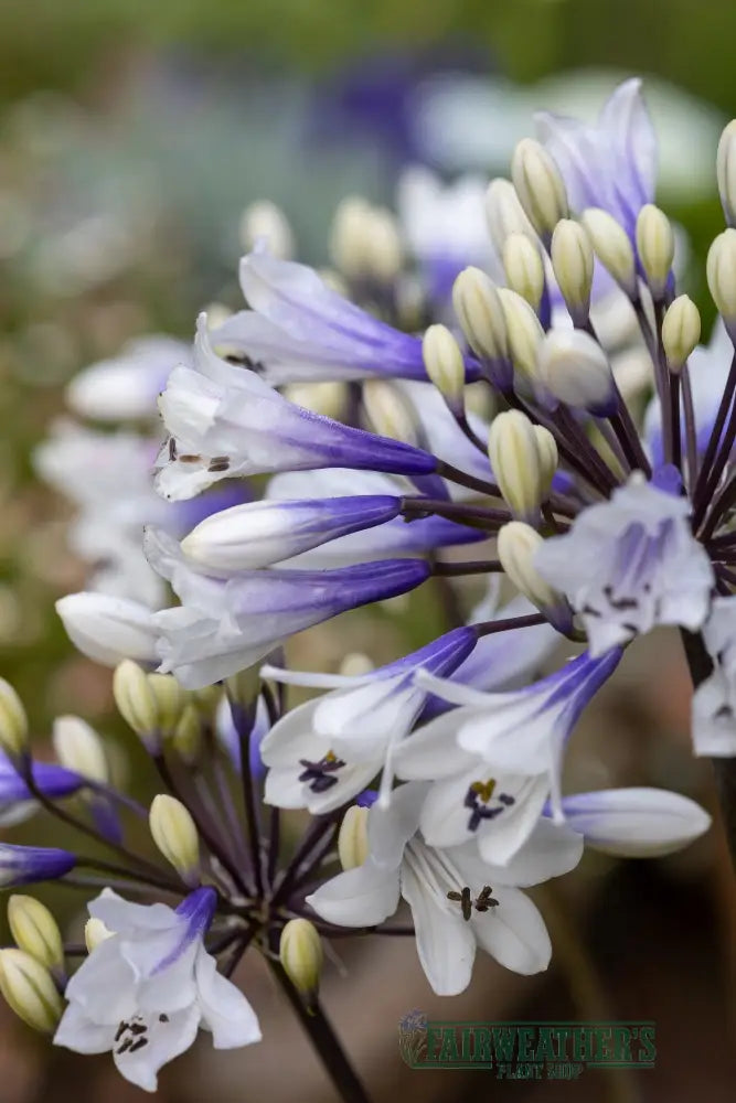 Agapanthus Ever Sparkle - Agapanthus