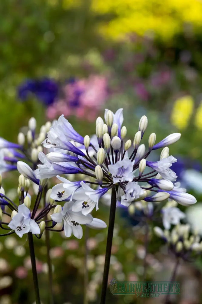 Agapanthus Ever Sparkle - Agapanthus