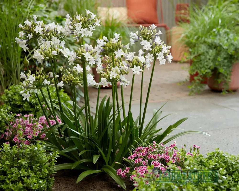 Agapanthus Ever Sparkle - Agapanthus