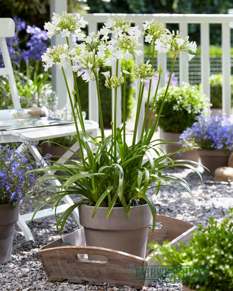 Agapanthus Ever White - Agapanthus