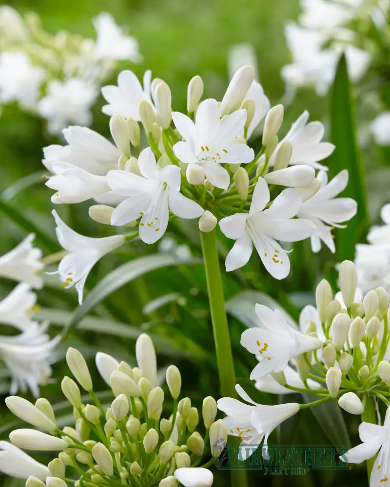 Agapanthus Ever White - Agapanthus