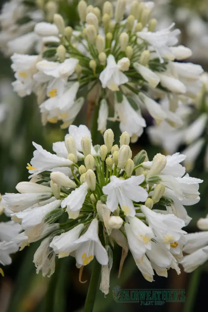 Agapanthus Ever White - Agapanthus