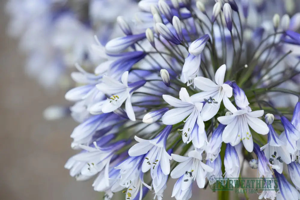 Agapanthus Fireworks