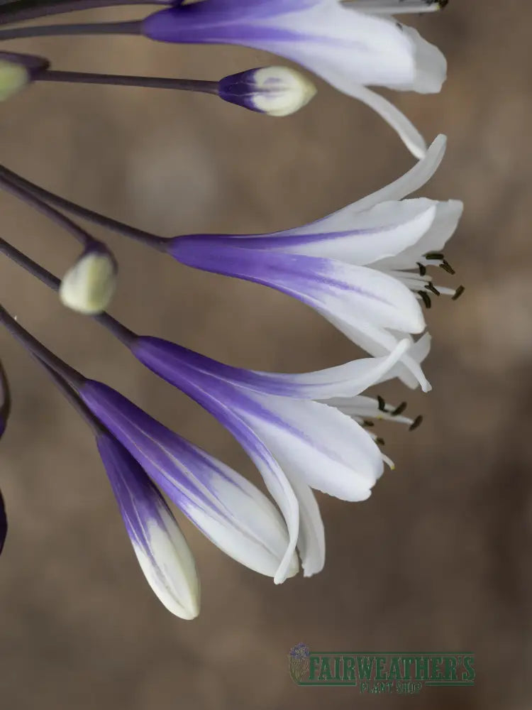 Agapanthus Fireworks