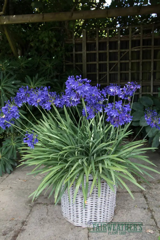 Agapanthus Flower of Love - Agapanthus