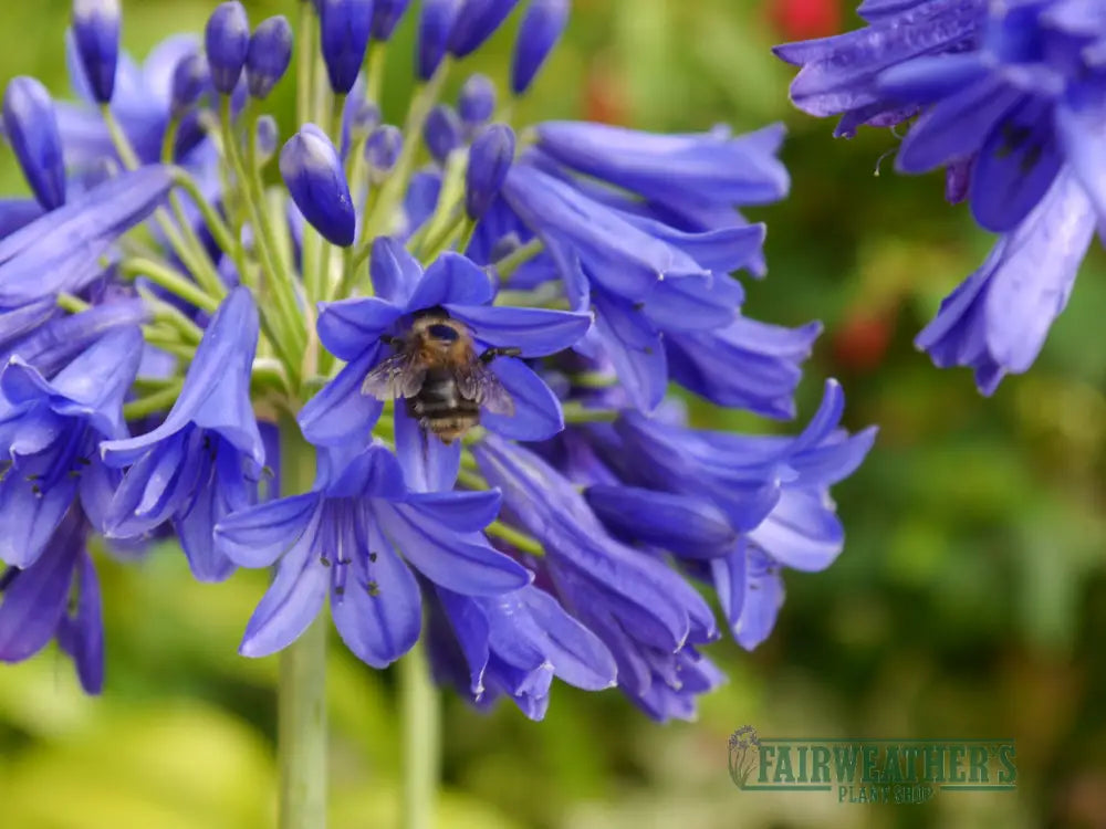 Agapanthus Flower of Love - Agapanthus