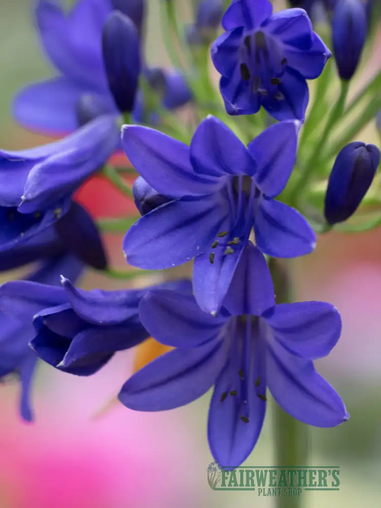 Agapanthus Flower of Love - Agapanthus