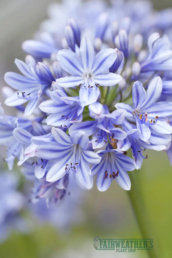 Agapanthus Full Moon - Agapanthus