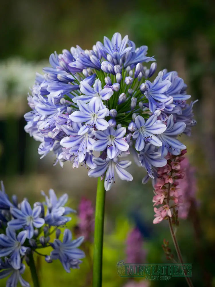 Agapanthus Full Moon - Agapanthus