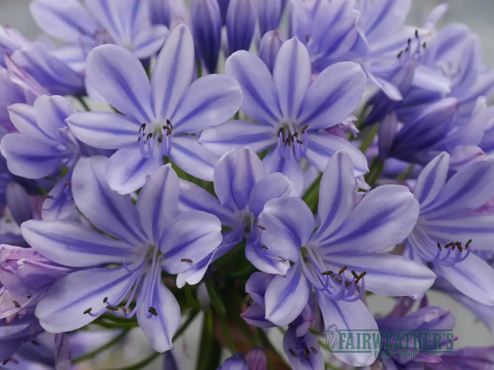 Agapanthus Full Moon - Agapanthus