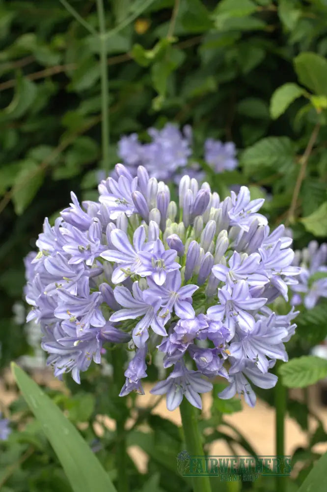 Agapanthus Glenavon - Agapanthus