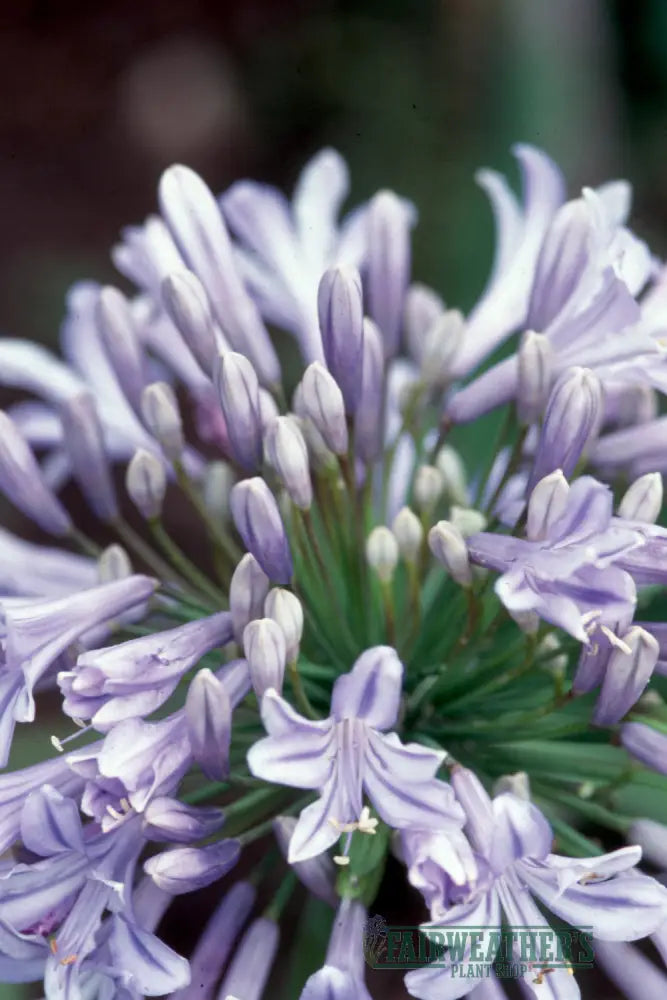 Agapanthus Glenavon - Agapanthus