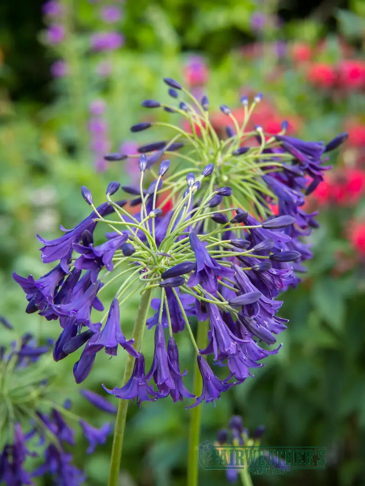 Agapanthus Indigo Dreams - Agapanthus