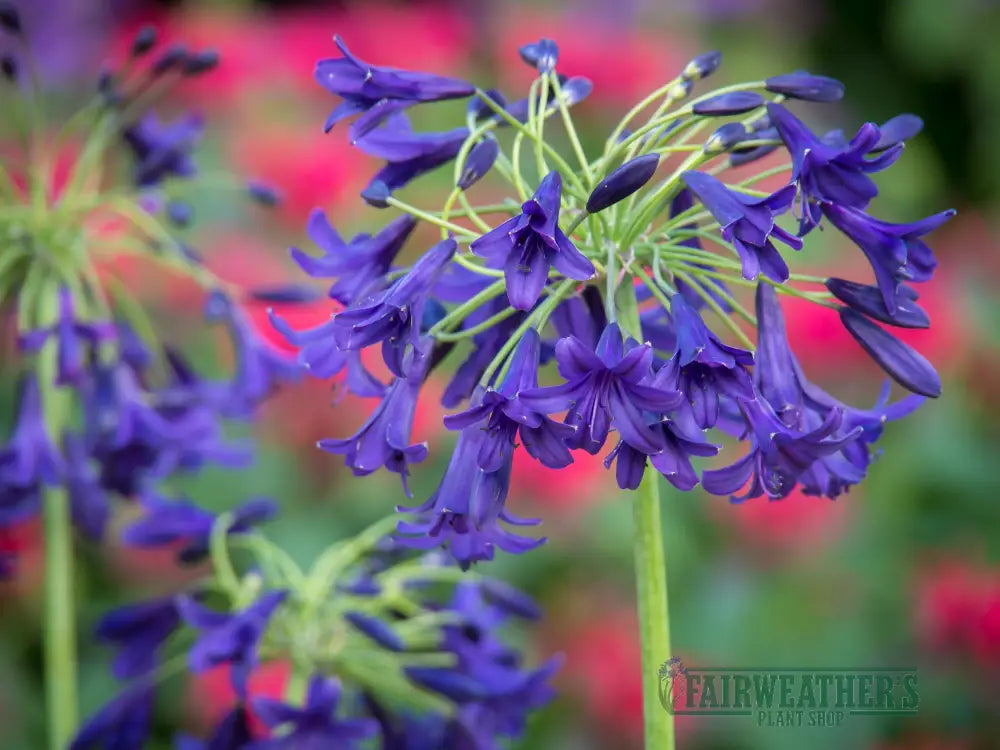 Agapanthus Indigo Dreams - Agapanthus
