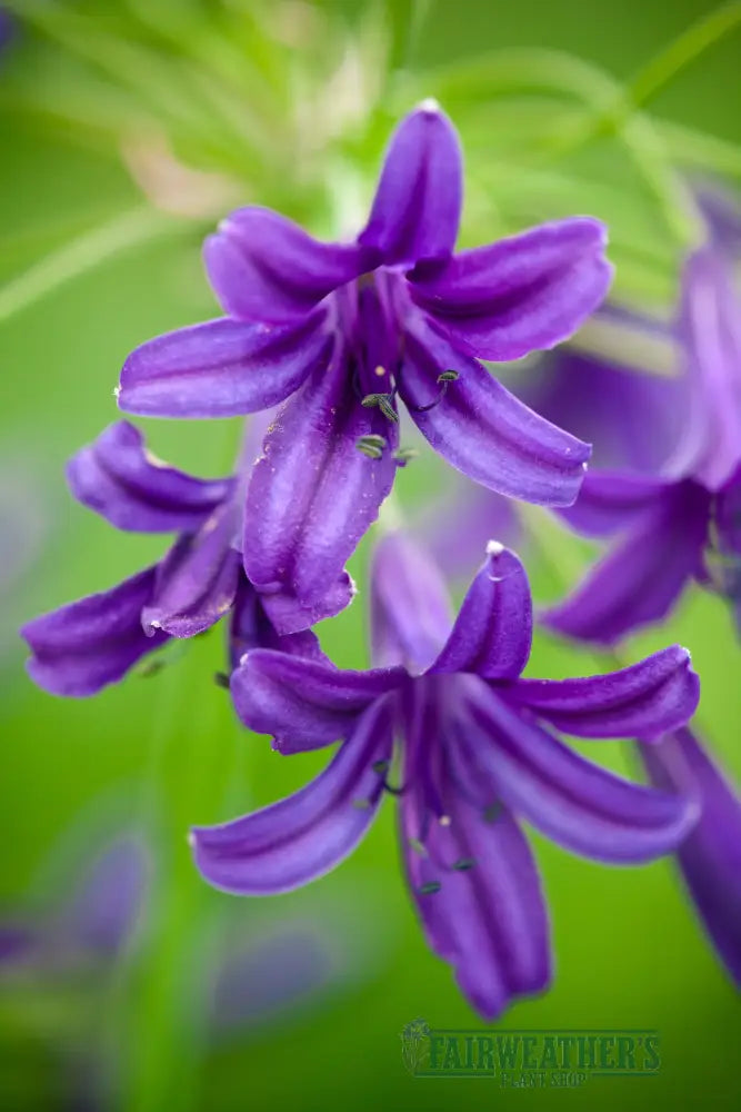 Agapanthus Indigo Dreams - Agapanthus