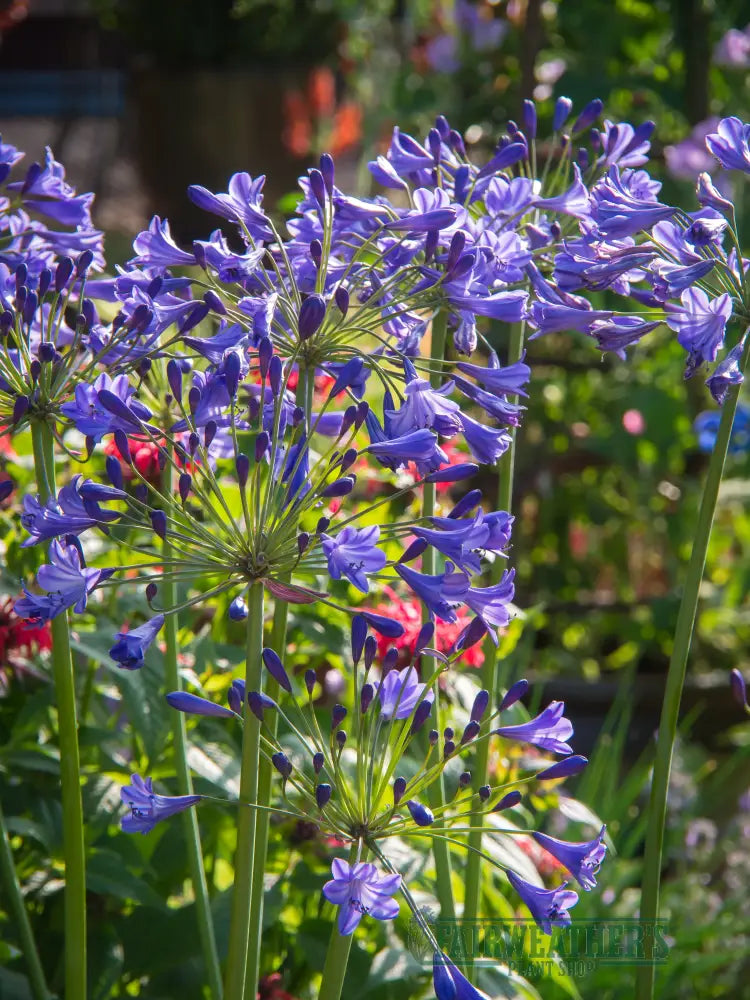Agapanthus Jacaranda
