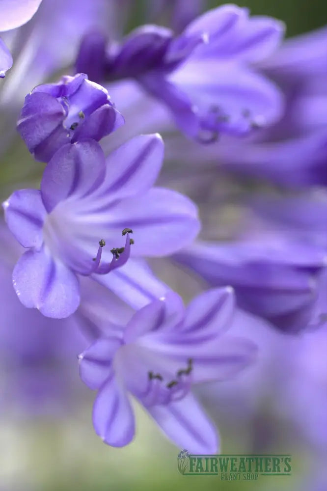 Agapanthus Jacaranda