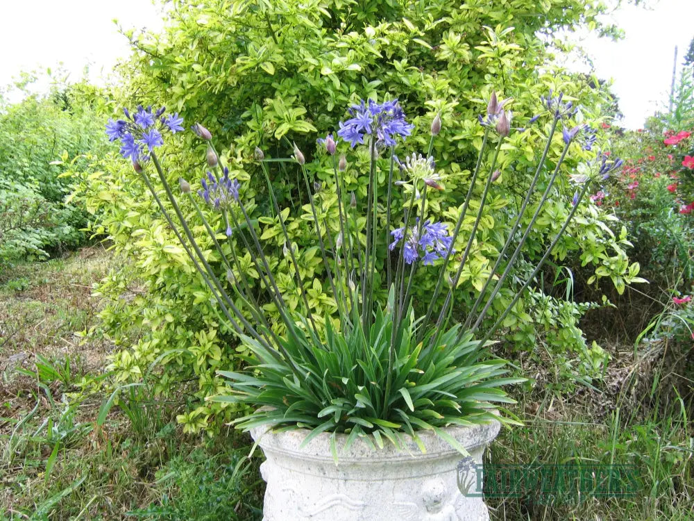 Agapanthus Lapis Lazuli - Agapanthus