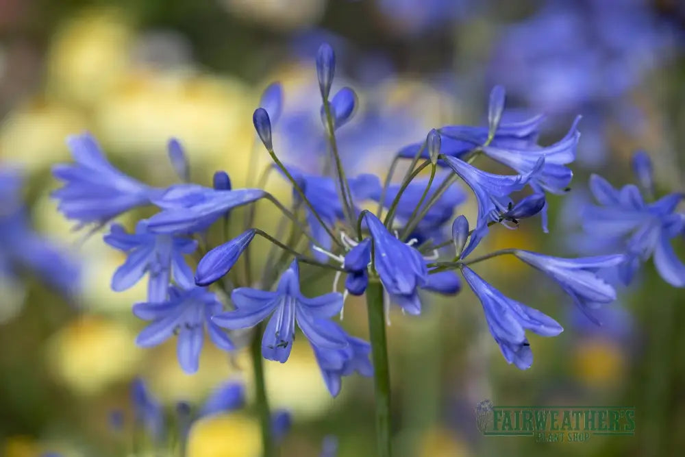 Agapanthus Lapis Lazuli - Agapanthus