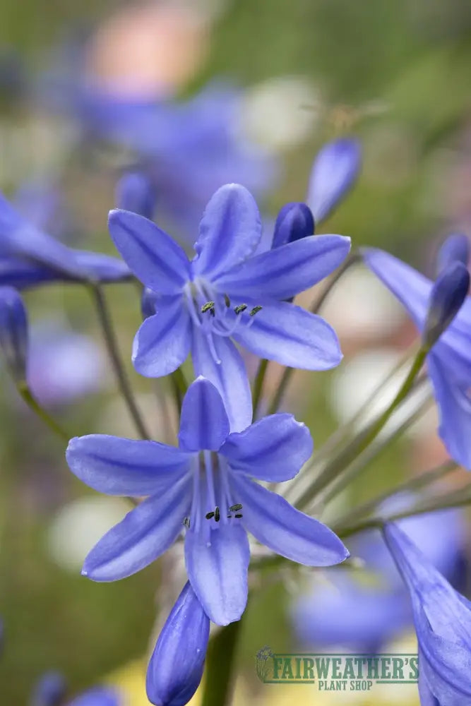 Agapanthus Lapis Lazuli - Agapanthus