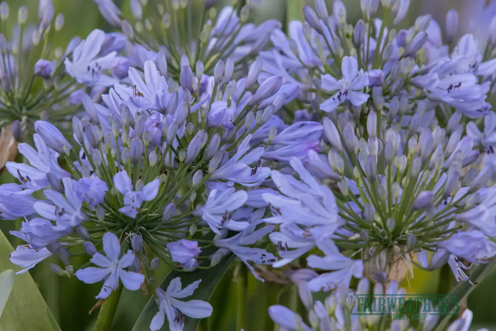 Agapanthus Lavender Haze - Agapanthus