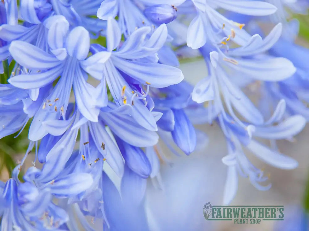 Agapanthus Lavender Haze - Agapanthus