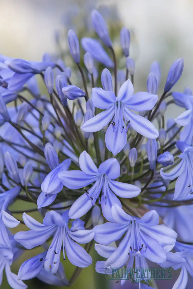 Agapanthus Lavender Haze - Agapanthus