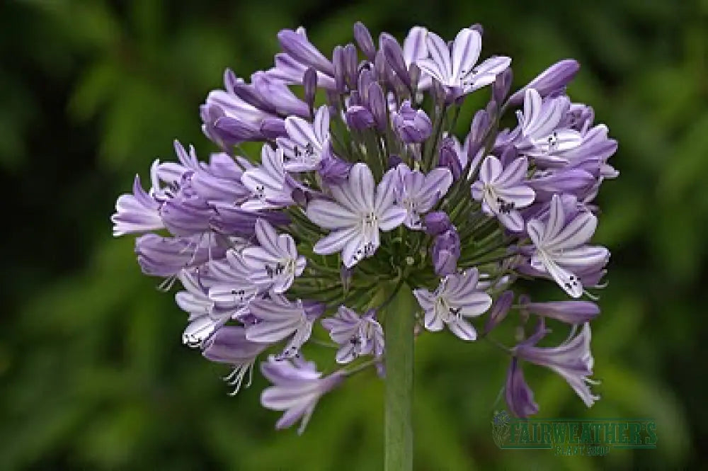 Agapanthus Megans Mauve - Agapanthus