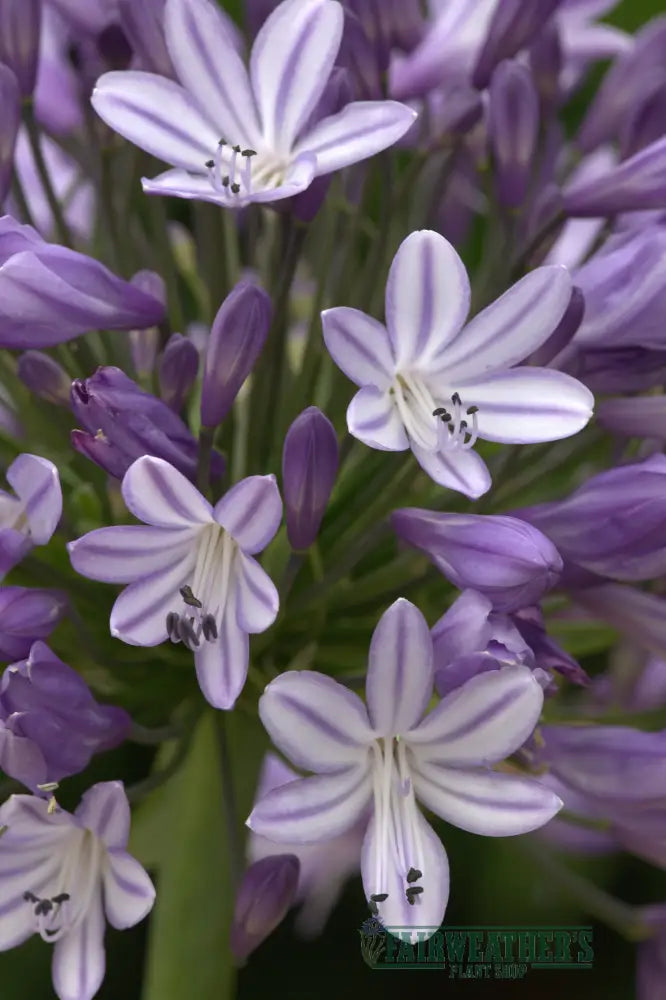 Agapanthus Megans Mauve - Agapanthus