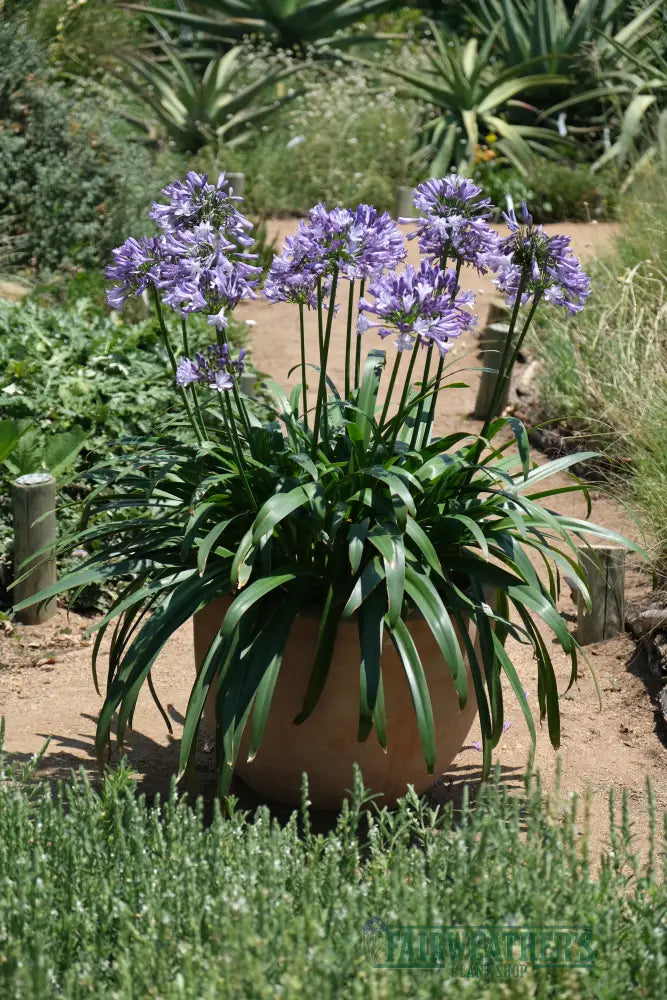 Agapanthus Midnight Moon - Agapanthus
