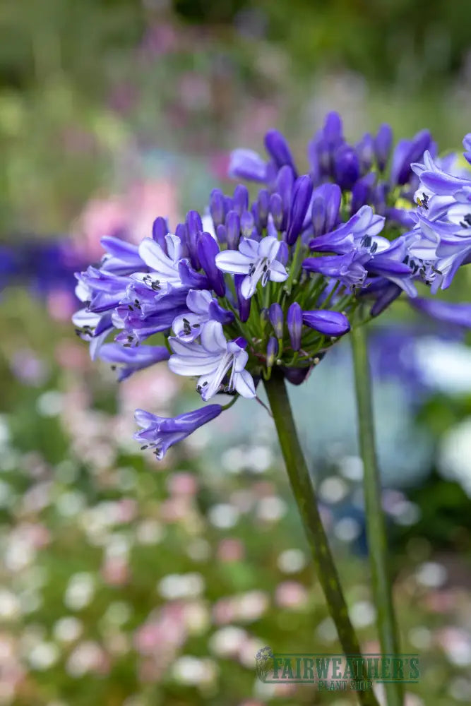 Agapanthus Midnight Moon - Agapanthus